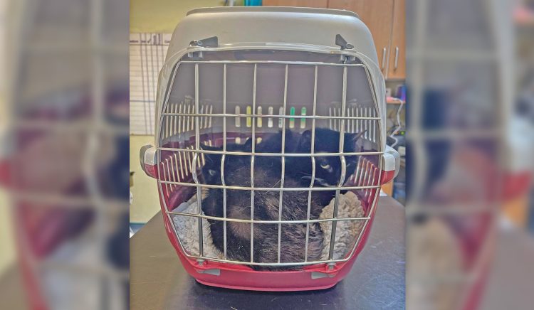 Seriously ill cats die after being dumped outside Melksham vets