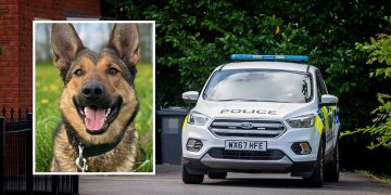 Police dog catches suspect who fled cannabis factory in Melksham