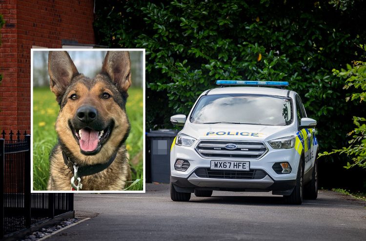 Police dog catches suspect who fled cannabis factory in Melksham