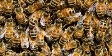 Huge swarm of bees at Reading railway station sparks urgent warning