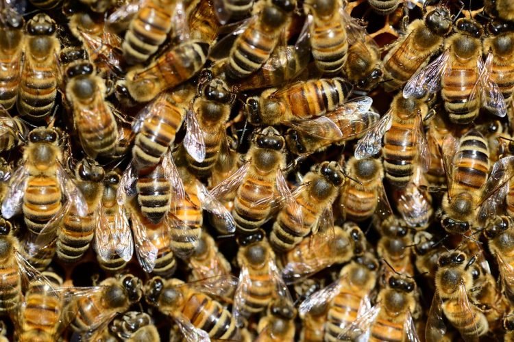Huge swarm of bees at Reading railway station sparks urgent warning