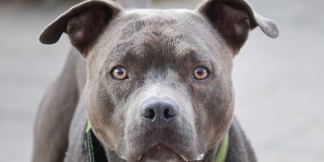 Woman bitten after her dog is attacked by three ‘pit bulls’ in Swindon