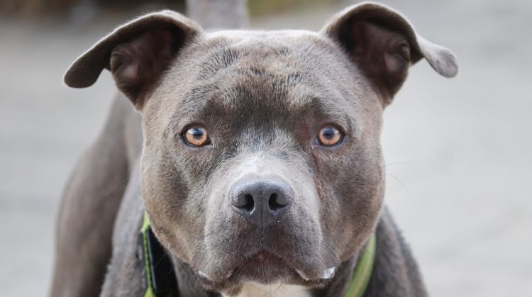 Woman bitten after her dog is attacked by three ‘pit bulls’ in Swindon