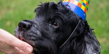 Dogs banned from popular Cirencester festival over welfare concerns
