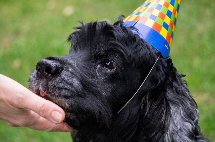 Dogs banned from popular Cirencester festival over welfare concerns