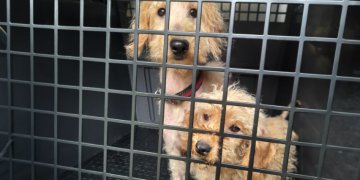 Two dogs found in ‘very poor condition’ may have been dumped