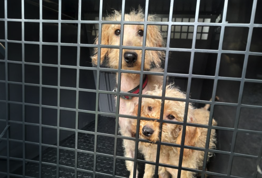 Two dogs found in 'very poor condition' may have been dumped