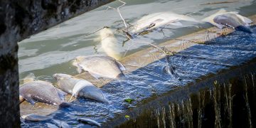 Horror as hundreds of fish discovered DEAD in popular Swindon lake