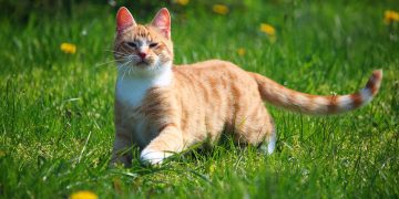 Four cats ‘killed in poisonings’ as police warn Swindon residents