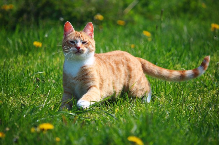 Four cats ‘killed in poisonings’ as police warn Swindon residents