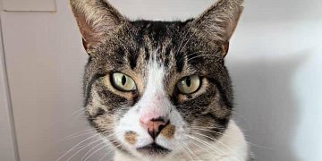 Swindon’s most famous cat ‘living out his final days patrolling for attention’