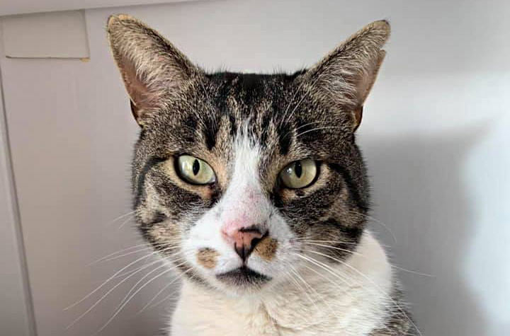 Swindon’s most famous cat ‘living out his final days patrolling for attention’
