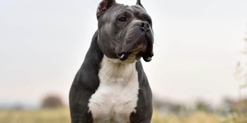 Swindon MP backs Home Secretary’s ‘lethal’ XL Bully dog ban plan