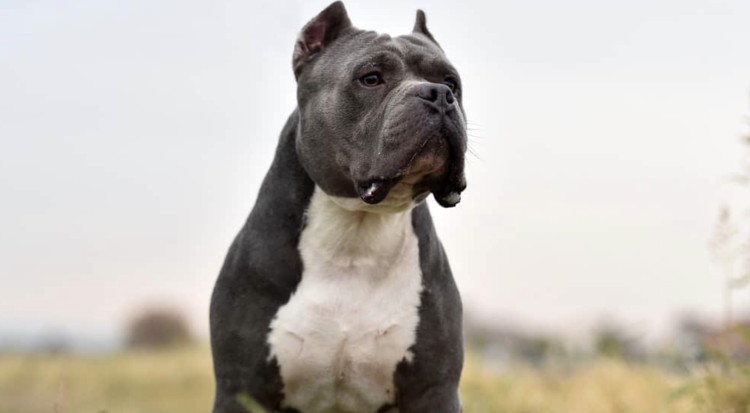 Swindon MP backs Home Secretary’s ‘lethal’ XL Bully dog ban plan