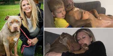 Cotswold family’s XL Bully so soft she was attacked by a Jack Russell