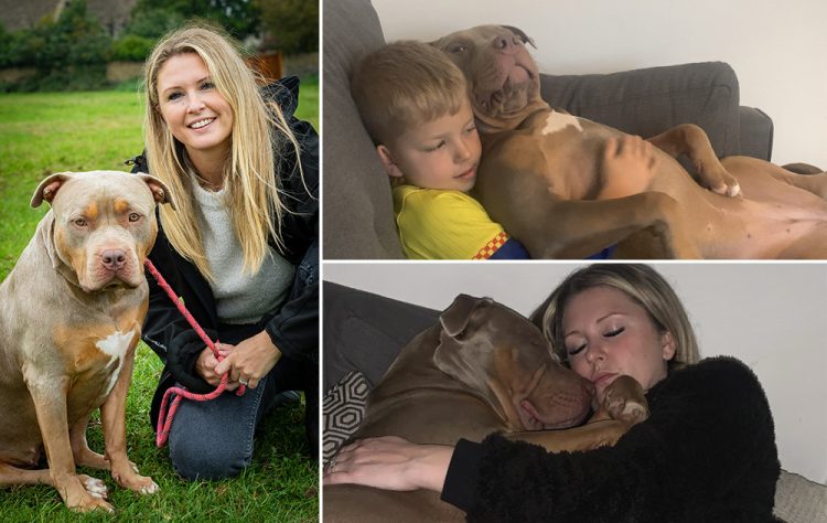 Cotswold family’s XL Bully so soft she was attacked by a Jack Russell