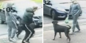 Dog ‘used to attack’ man outside Swindon library as police launch probe