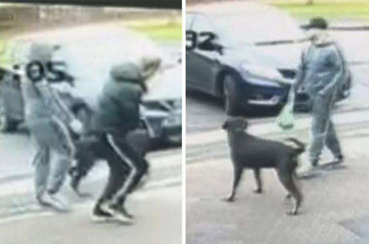 Dog ‘used to attack’ man outside Swindon library as police launch probe