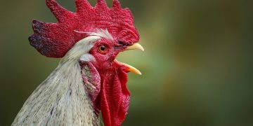 Devizes man convicted of flouting bird flu rules by failing to house poultry