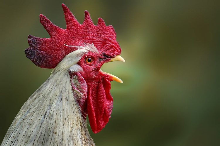 Devizes man convicted of flouting bird flu rules by failing to house poultry