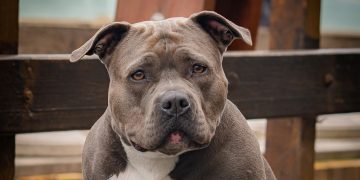 Exact date XL bully dogs will be banned with new rules for existing owners