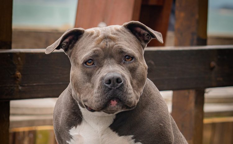 Exact date XL bully dogs will be banned with new rules for existing owners
