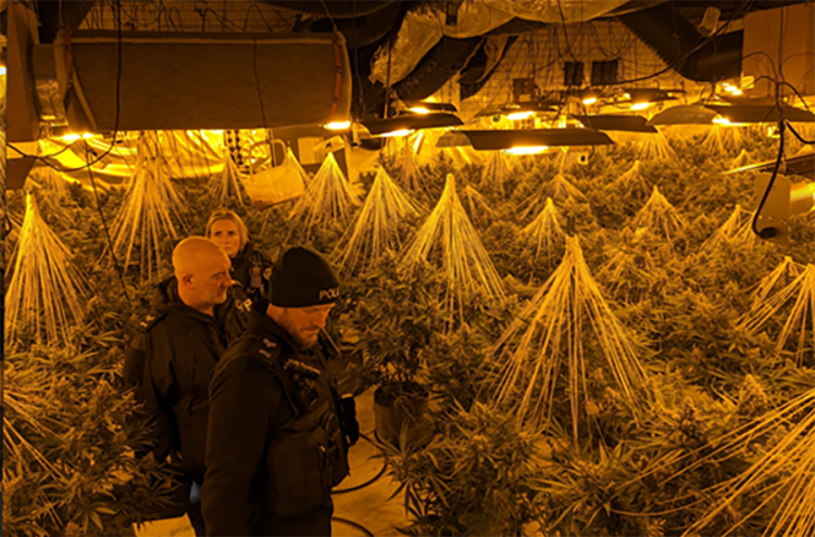 Police bust £1m cannabis factory in Bath during missing person search