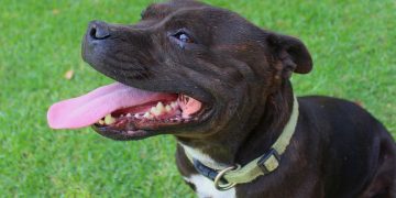 Woman in charge of ‘dangerous’ dog at Lydiard Park must pay compensation