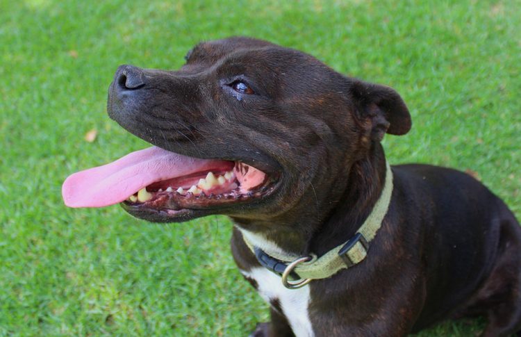 Woman in charge of ‘dangerous’ dog at Lydiard Park must pay compensation