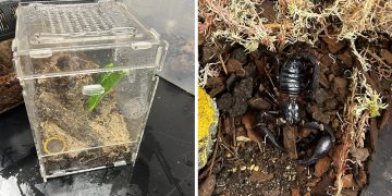 Police recover ‘exotic animals’ dumped in woodland near Wiltshire