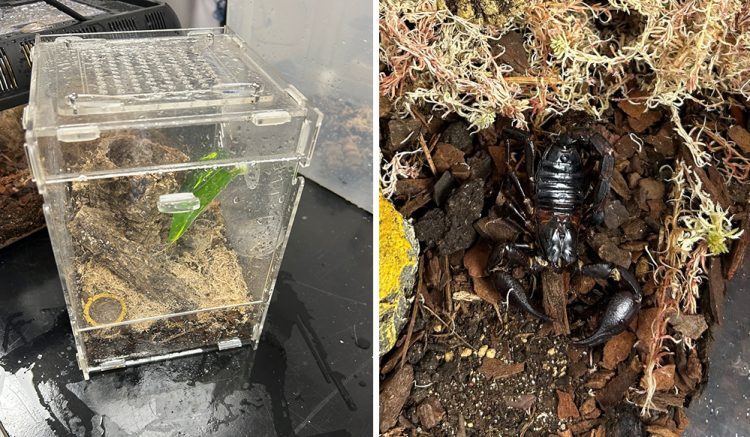 Police recover ‘exotic animals’ dumped in woodland near Wiltshire