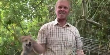 ‘Sadistic’ huntsman baited petrified fox cub in Wiltshire countryside