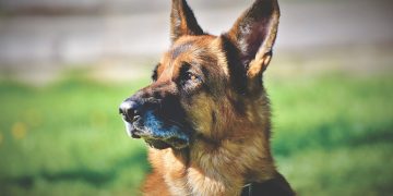 German Shepherd bit postwoman’s breast on walk with ‘bad’ dog sitter