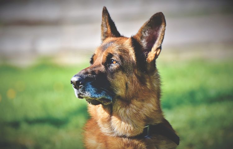 German Shepherd bit postwoman’s breast on walk with ‘bad’ dog sitter