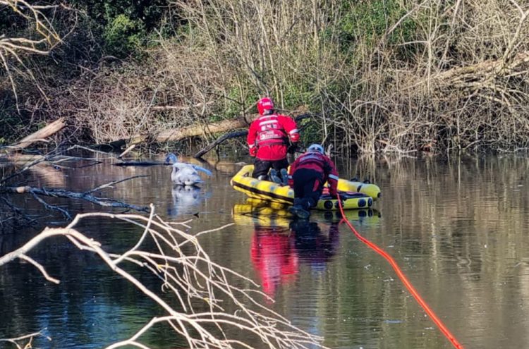 Firefighters tasked after ‘public attempt to rescue swan’ on icy lake