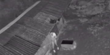 Naked man ‘spends time in pony’s stable’ as police launch probe