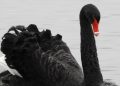 Swindon’s famous Australian black swan dies, council announces