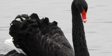 Swindon’s famous Australian black swan dies, council announces