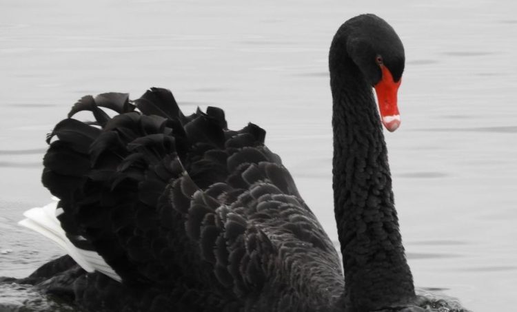 Swindon’s famous Australian black swan dies, council announces