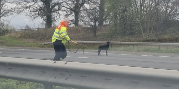 Motorway closed as police work to round up loose goats