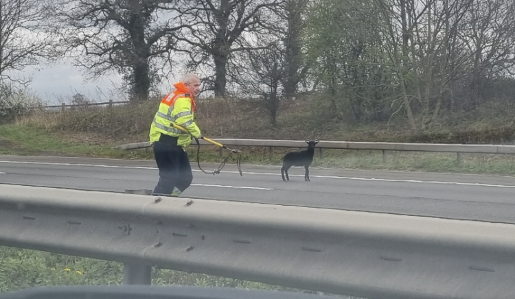 Motorway closed as police work to round up loose goats