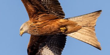 Red kite shot in Wiltshire countryside as police investigate