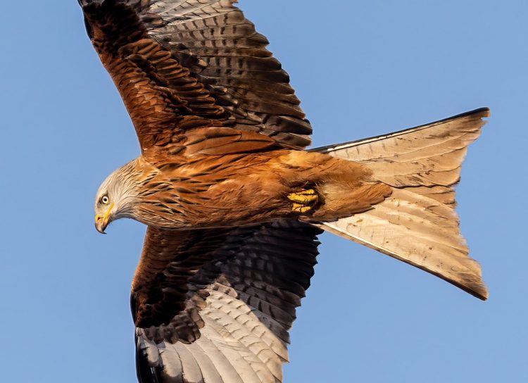 Red kite shot in Wiltshire countryside as police investigate