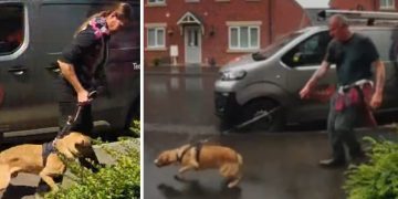 Woman suffers puncture wounds in Melksham dog attack