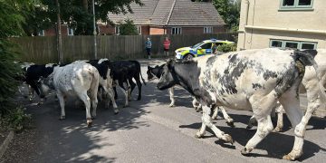 50 cows run riot in Calne as police officers guide them back to field