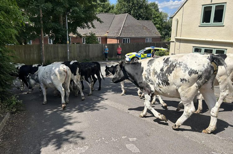 50 cows run riot in Calne as police officers guide them back to field