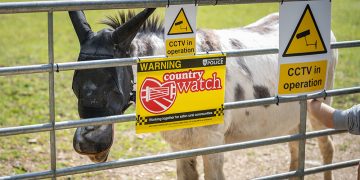 Donkey left bleeding after sexual assault as police launch probe