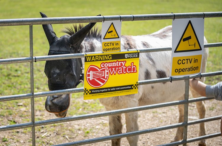 Donkey left bleeding after sexual assault as police launch probe