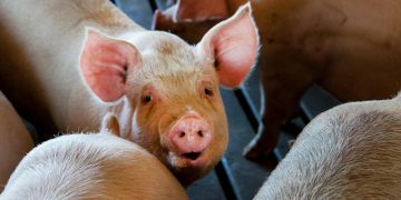Wiltshire butcher cuts ties with ‘despicable’ local pig farmer