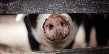 Wiltshire farming business fined £25K over poor treatment of pigs